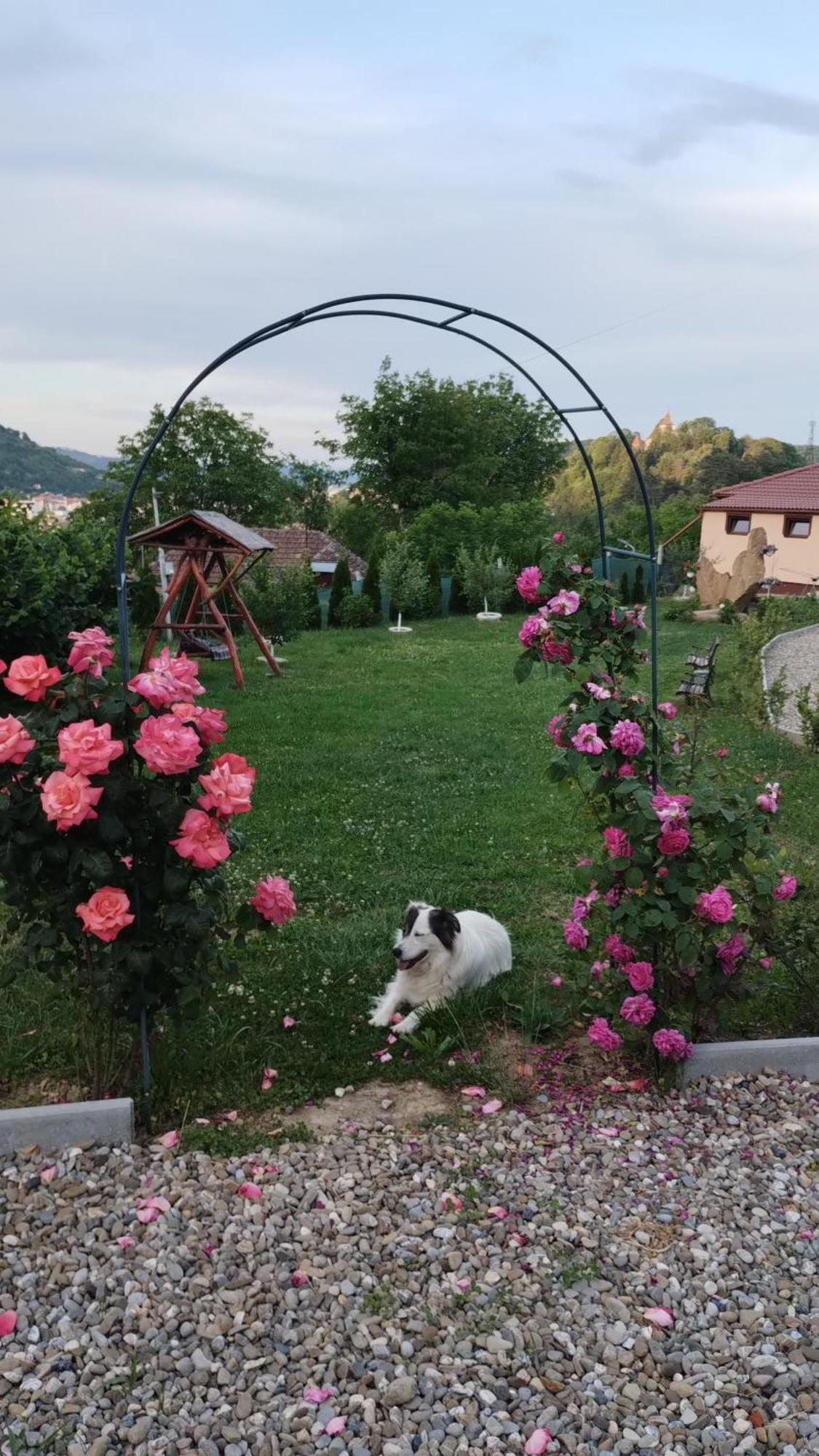 Chalets Du Bf Segesvár Kültér fotó
